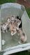 Siberian Cats for sale in Denver, CO, USA. price: NA