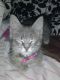Siberian Cats for sale in Claymont, DE 19703, USA. price: NA