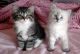 Siberian Cats for sale in Delaware City, DE, USA. price: NA