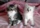 Siberian Cats for sale in Delaware, AR 72835, USA. price: NA