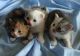 Siberian Cats for sale in Honolulu, HI, USA. price: NA