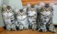 Siberian Cats for sale in Carlsbad, CA, USA. price: NA