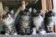 Siberian Cats for sale in Carlsbad, CA, USA. price: NA