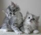 Siberian Cats for sale in Mitchellville, MD, USA. price: NA