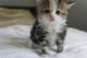 Siberian Cats for sale in Bellevue, KY, USA. price: NA
