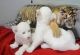 Siberian Cats for sale in Antioch, CA, USA. price: NA