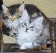 Siberian Cats for sale in Huntsville, AL, USA. price: $200