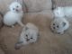 Siberian Cats for sale in Concord, CA, USA. price: NA