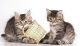Siberian Cats for sale in San Bernardino, CA, USA. price: NA