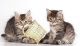 Siberian Cats for sale in Oklahoma City, OK, USA. price: $400