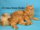 Siberian Cats for sale in Sparta, WI 54656, USA. price: NA