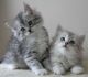 Siberian Cats for sale in New York, NY, USA. price: NA