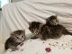 Siberian Cats for sale in Watertown, WI 53098, USA. price: $800