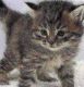 Siberian Cats for sale in Frisco, TX, USA. price: $400