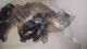Siberian Cats for sale in Bedford, OH 44146, USA. price: $450