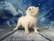 Siberian Cats for sale in Bedford, OH 44146, USA. price: NA