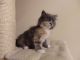 Siberian Cats for sale in Bedford, OH 44146, USA. price: $450