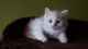 Siberian Cats for sale in Los Angeles, CA, USA. price: NA