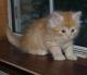 Siberian Cats for sale in Bronx, NY 10462, USA. price: NA