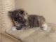 Siberian Cats for sale in Bronx, NY 10462, USA. price: NA