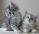 Siberian Cats for sale in Ohio Dr SW, Washington, DC, USA. price: NA