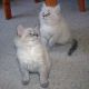 Siberian Cats for sale in Florida, NY, USA. price: NA