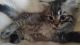Siberian Cats for sale in Ogema, WI 54459, USA. price: NA