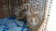 Siberian Cats for sale in Texas City, TX, USA. price: $450
