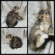 Siberian Cats for sale in Sparta, WI 54656, USA. price: NA