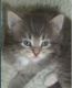 Siberian Cats for sale in Northview Ave, Anderson, SC 29625, USA. price: $500