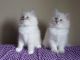 Siberian Cats for sale in Ottawa, ON, Canada. price: NA