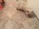 Siberian Cats for sale in High Point, NC, USA. price: $400