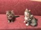 Siberian Cats for sale in Worcester, MA, USA. price: NA