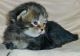 Siberian Cats for sale in 904 FL-436, Altamonte Springs, FL 32714, USA. price: NA