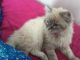 Siberian Cats for sale in High Point, NC, USA. price: $900