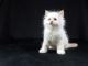 Siberian Cats for sale in Richmond, VA, USA. price: $500