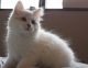 Siberian Cats for sale in Spring Mill, KY 40228, USA. price: $500