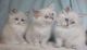 Siberian Cats for sale in Worcester St, Framingham, MA, USA. price: NA