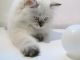 Siberian Cats for sale in Oceanside, CA 92057, USA. price: $1,700