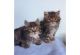Siberian Cats for sale in Atlanta, GA, USA. price: NA