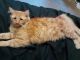 Siberian Cats for sale in Troy, MO, USA. price: $250