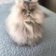 Siberian Cats for sale in New York, NY, USA. price: $600