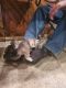 Siberian Cats for sale in Auburn, WA 98092, USA. price: $1,800