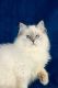 Siberian Cats for sale in Westland, MI 48185, USA. price: NA