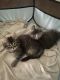 Siberian Cats for sale in North Royalton, OH 44133, USA. price: $1,400