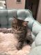 Siberian Cats for sale in Windsor, CA, USA. price: $2,000