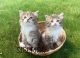 Siberian Cats for sale in Shrewsbury, MA, USA. price: NA