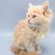 Siberian Cats for sale in Eagle Mountain, UT, USA. price: $2,000