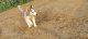 Siberian Husky Puppies for sale in Uklanamandi, Haryana 125113, India. price: 35000 INR