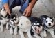 Siberian Husky Puppies for sale in Michigan Ave, West Bloomfield Township, MI 48324, USA. price: $680
